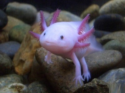 Axolotl-7